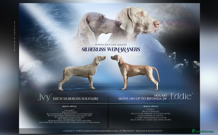 Weimaraner dogs - Advert 1