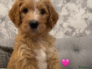 Mixed Breed dogs Stunning litter of Golden Bernadoodles READY 7 FEB - Advert 3