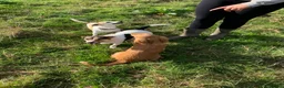 Jack Russell dogs for sale: Jack Russel male  - Advert 2