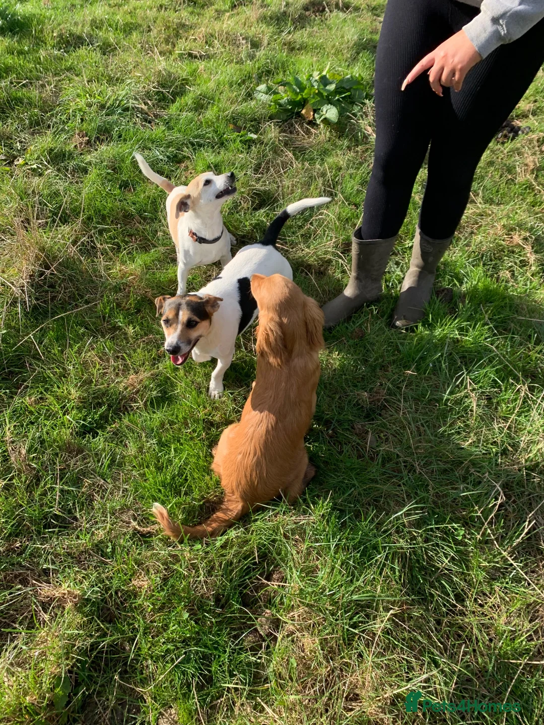 Jack Russell dogs for sale: Jack Russel male  - Advert 2