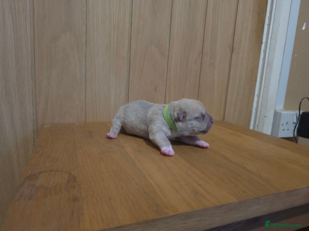 American Bully dogs for sale: Pocket bully puppies - Advert 25