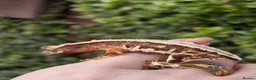 Gecko reptiles for sale: Various crested geckos - Advert 5