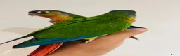 Conures birds for sale: Conure for sale - hand reared babies  in Milton Keynes - Advert 12