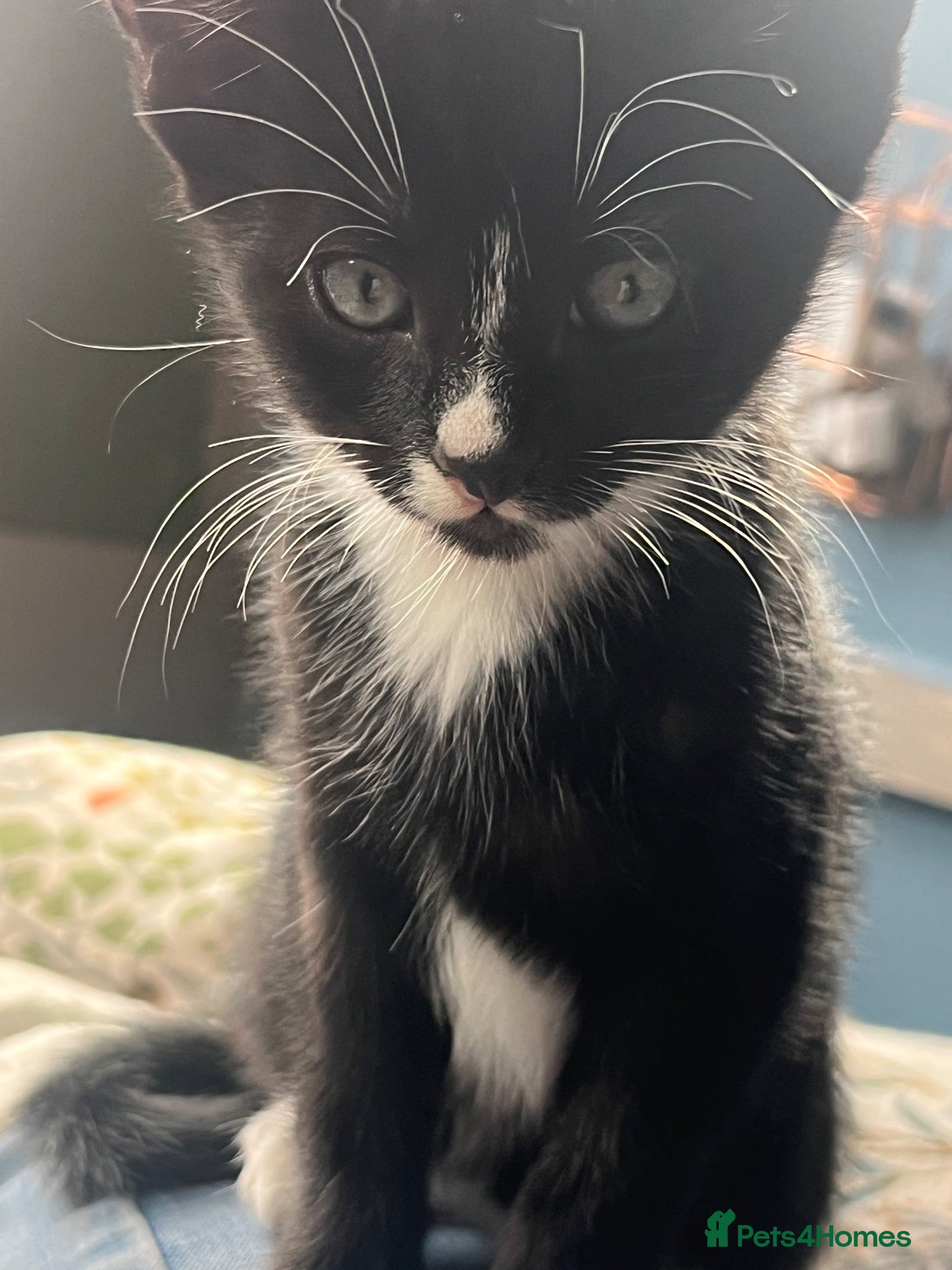 Domestic Shorthair cats Kitten - Advert 6