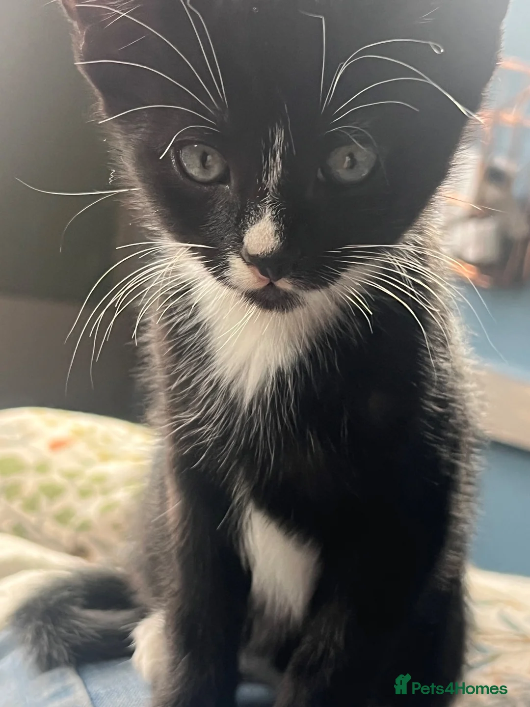 Domestic Shorthair cats for sale: Kitten - Advert 5