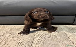 Cocker Spaniel dogs for sale: Cocker Spaniel Puppies Ready Now - Image 10