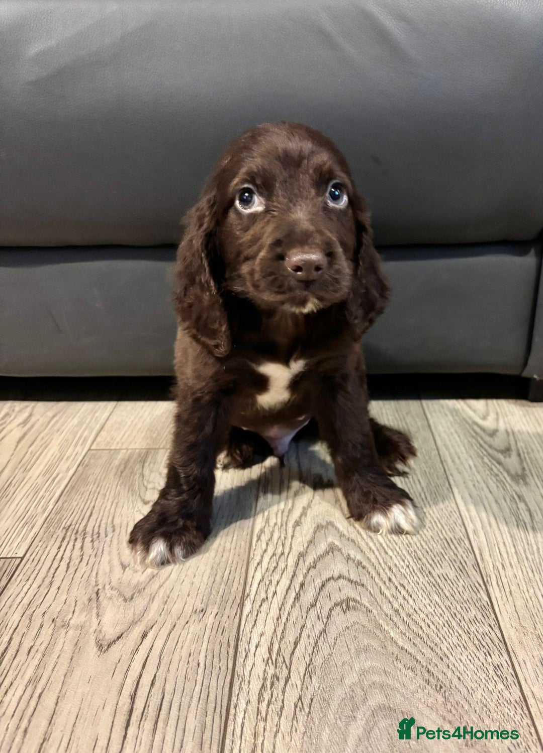 Cocker Spaniel dogs for sale: Cocker Spaniel Puppies Ready Now - Image 10