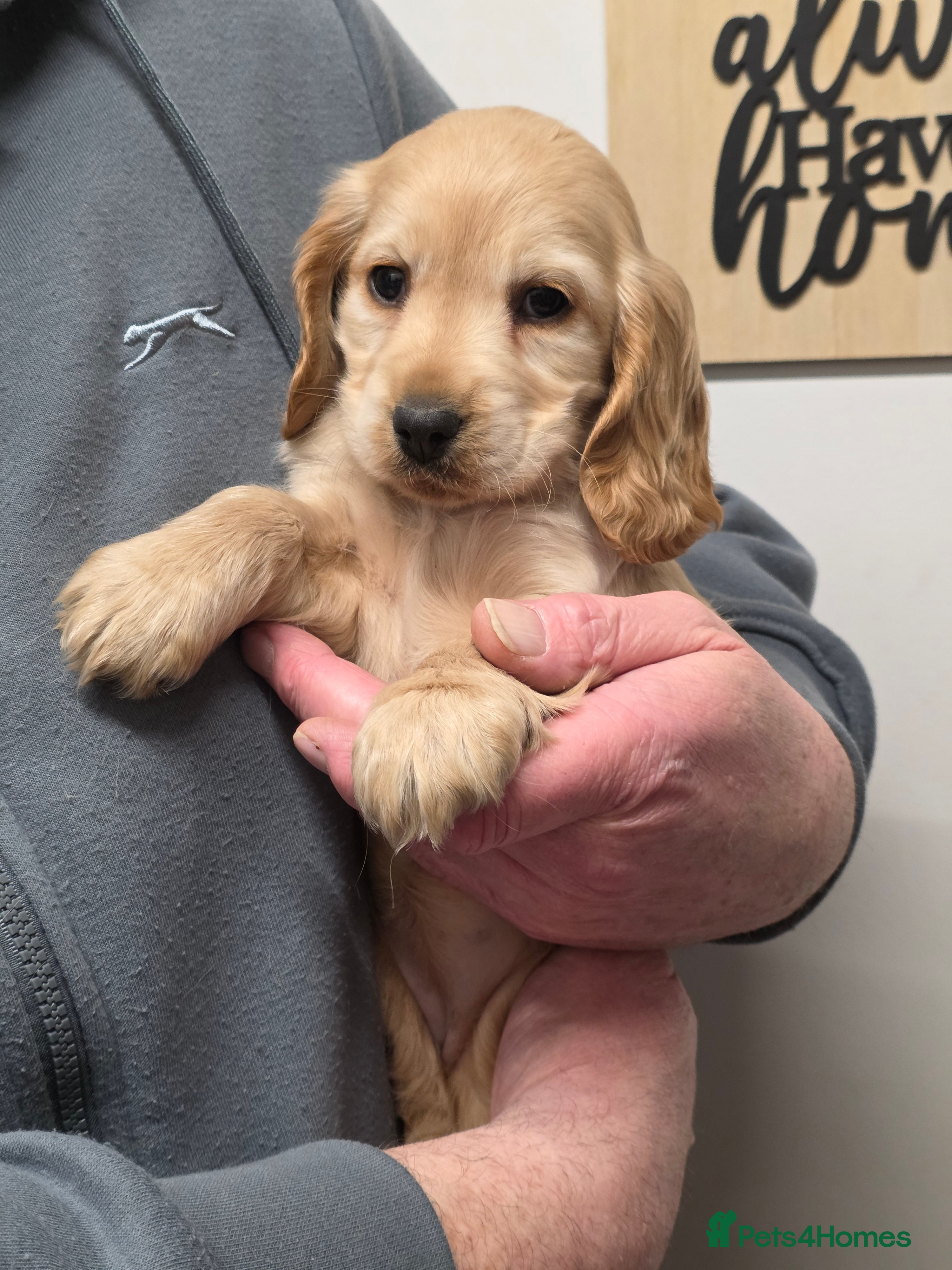 Cocker Spaniel dogs Show cocker spaniel one girl left! - Advert 18