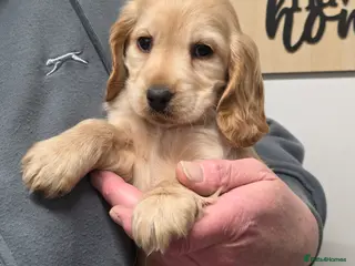 Cocker Spaniel dogs Show cocker spaniel one girl left! - Advert 18