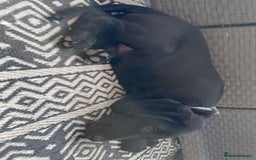 Labrador Retriever dogs for sale: Beautiful black Lab - Image 2