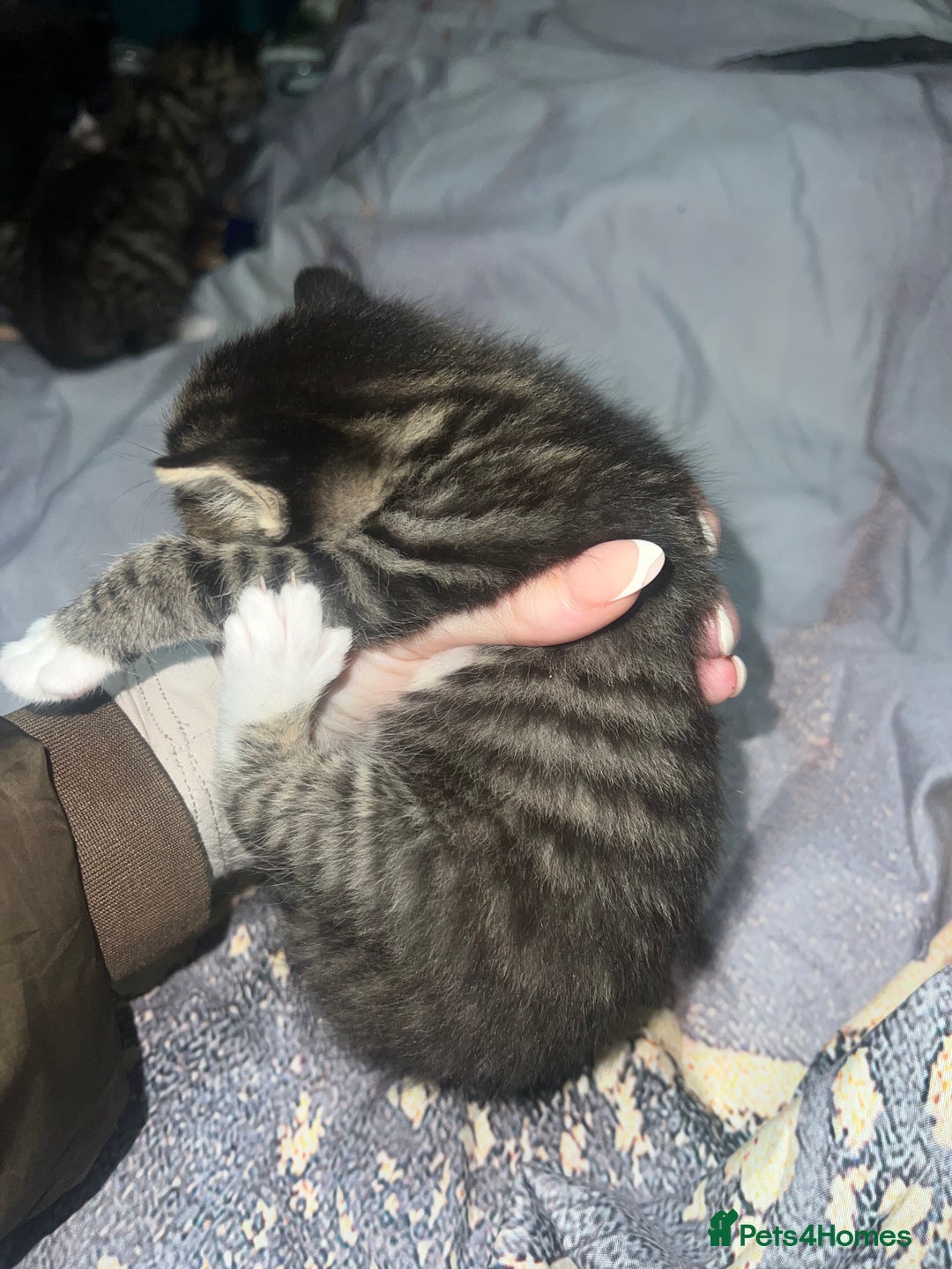 British Longhair cats for sale: 5 beautiful kittens - Advert 13