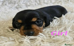 Miniature Dachshund dogs for sale: Miniature dachshund  - Image 3