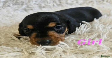 Miniature Dachshund dogs - Advert 1