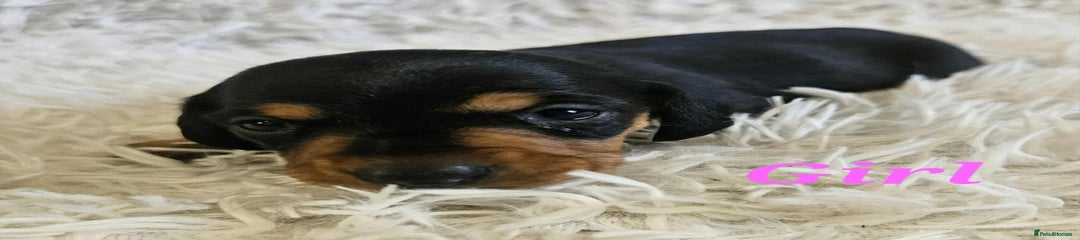 Black and Tan girl 
