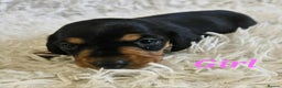 Miniature Dachshund dogs for sale: 1 boy left Ready to leave  - Advert 4