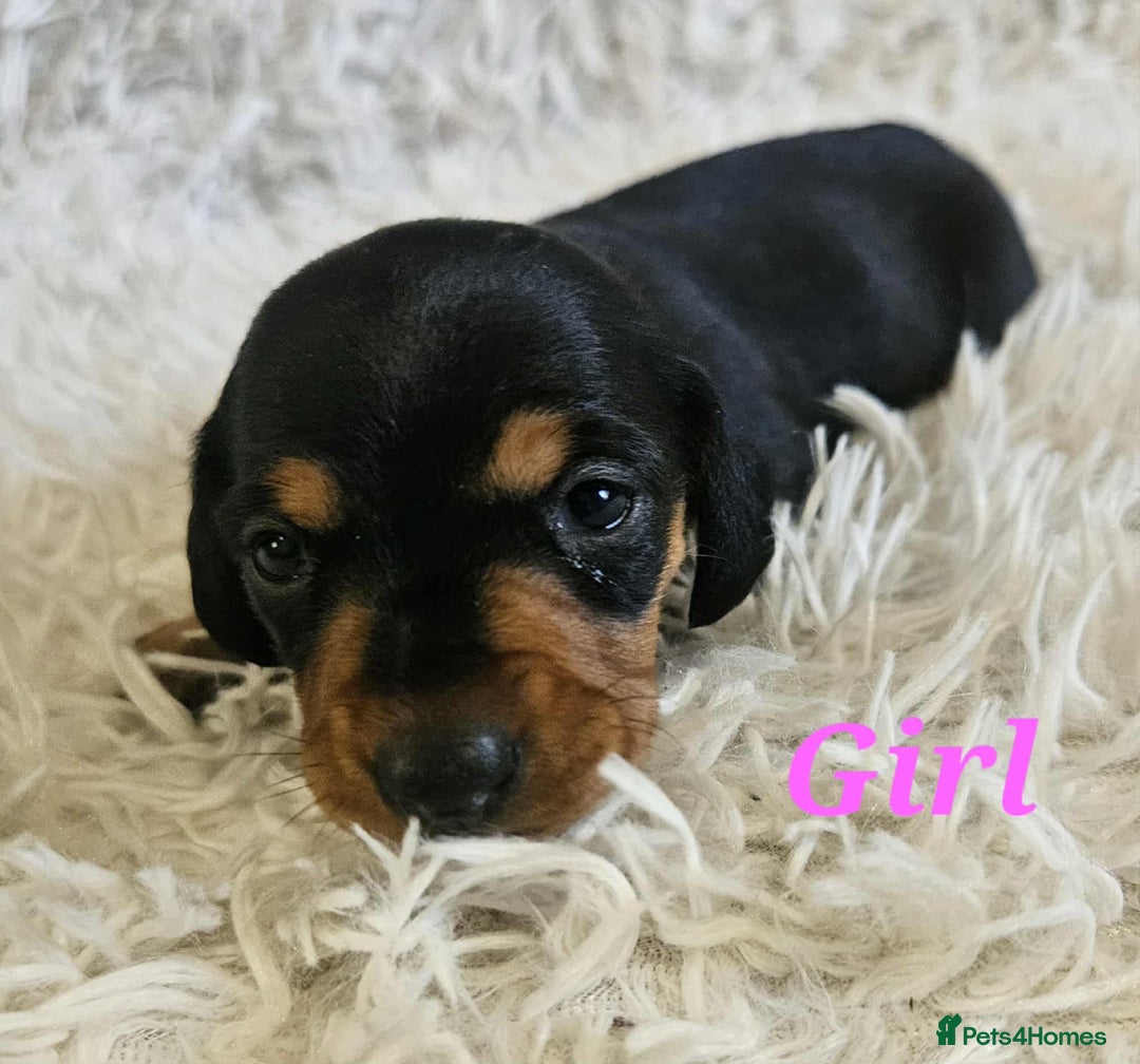 Miniature Dachshund dogs for sale: Miniature dachshund  - Image 3