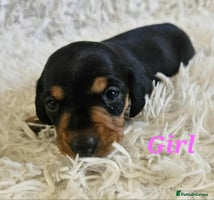 Miniature Dachshund dogs - Advert 1