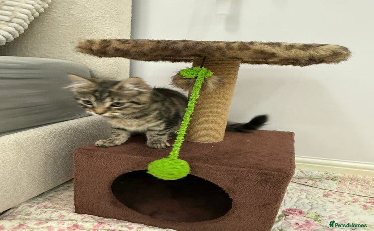 Mixed Breed cats - Advert 4