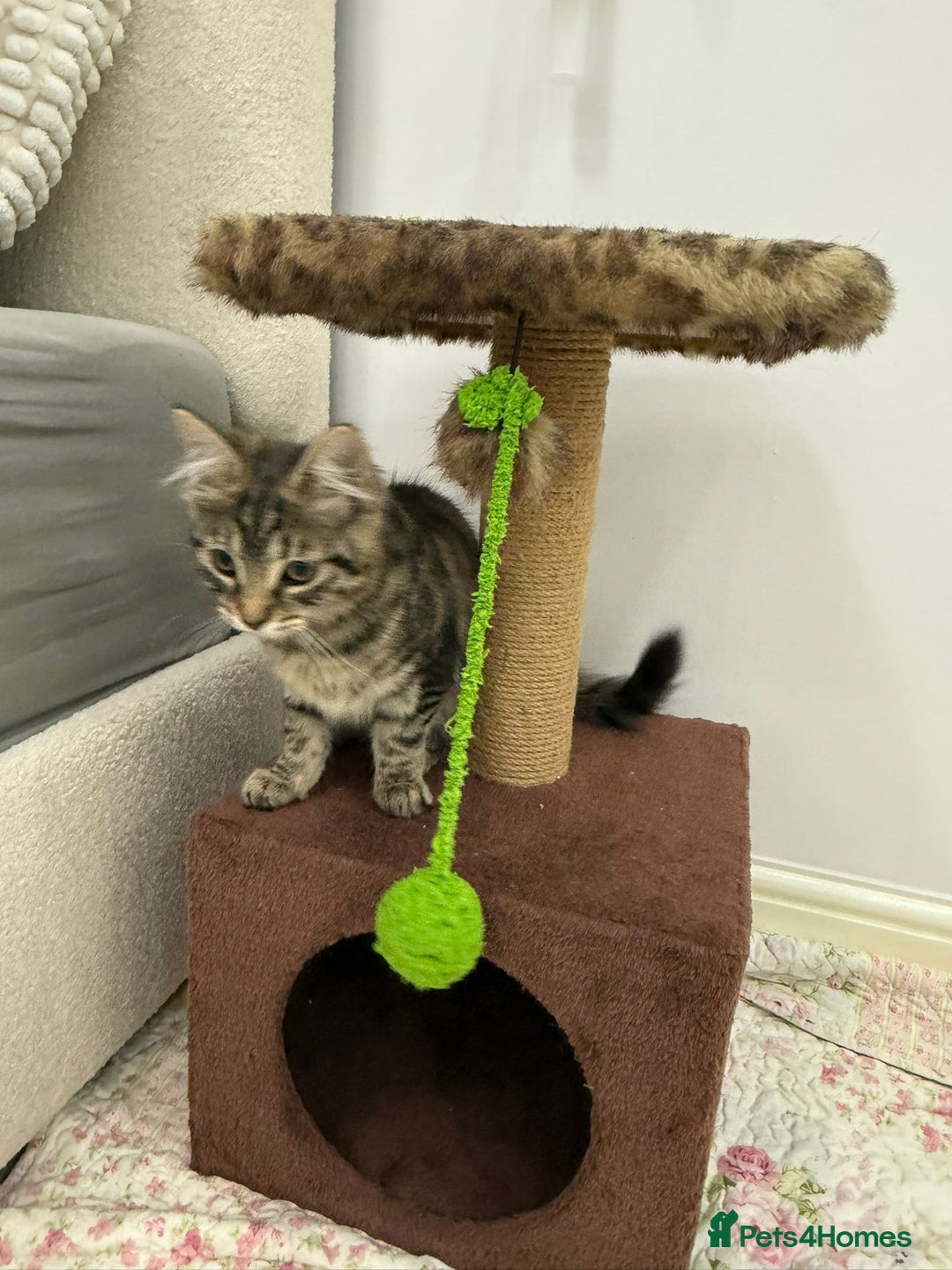 Mixed Breed cats for sale: Kitten for sale - Image 1