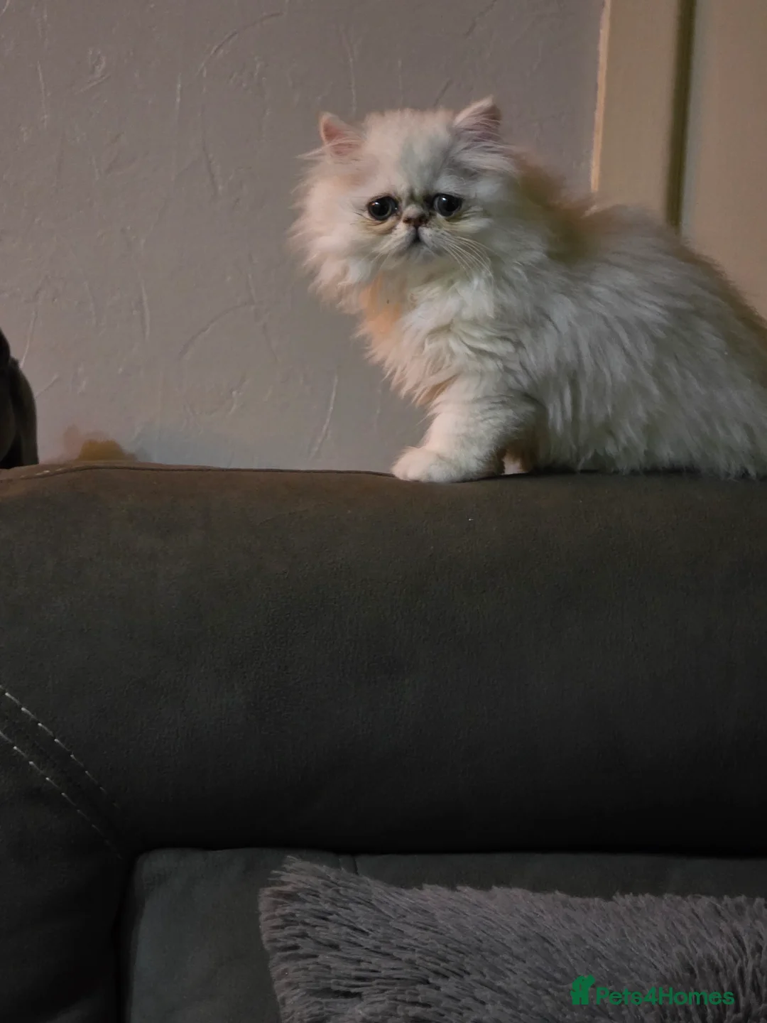 Persian cats for sale: Pedigree Chinchilla Persian  - Advert 3