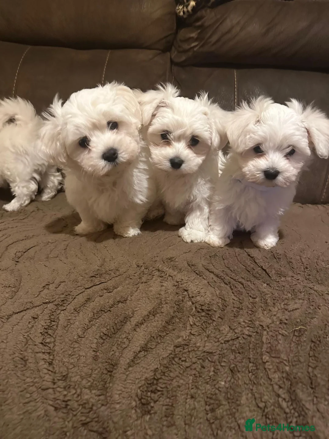 Maltese dogs for sale: Bichon Maltese  in London - Advert 2