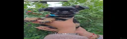 Griffon Bruxellois dogs for sale: Stunning Griffon Bruxellois puppies KC registered - Advert 9