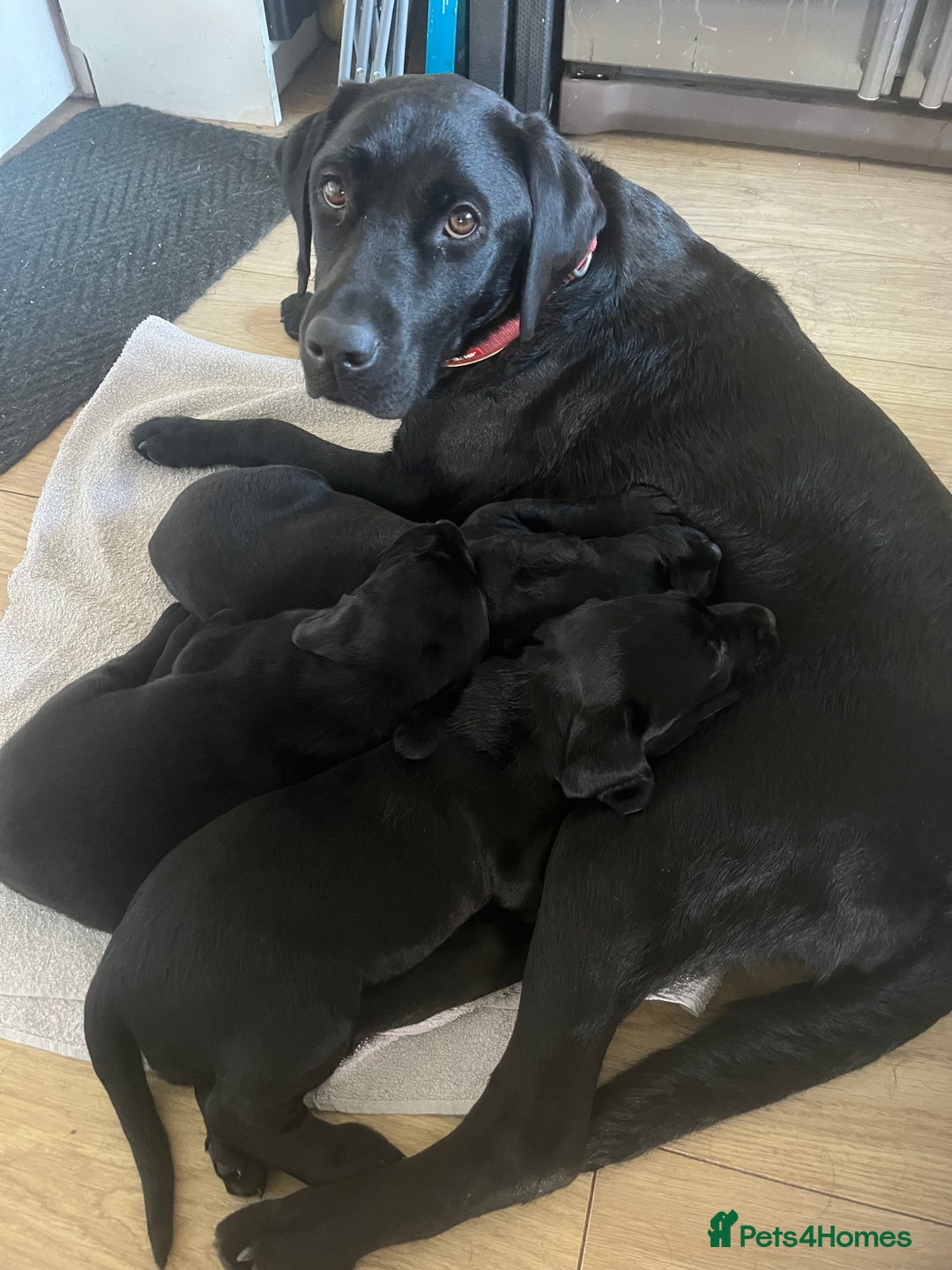Labrador Retriever dogs for sale: Pedigree Labrador parents have 3 charming pups - Advert 7