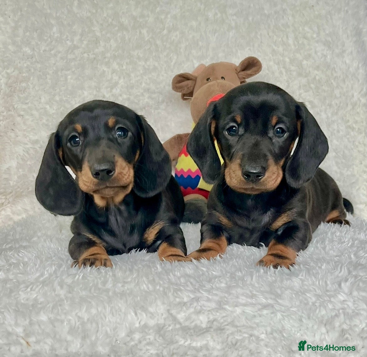 Dachshund dogs Adorable miniature dachshund puppies  - Advert 7