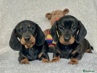 Dachshund dogs Adorable miniature dachshund puppies - Advert 7