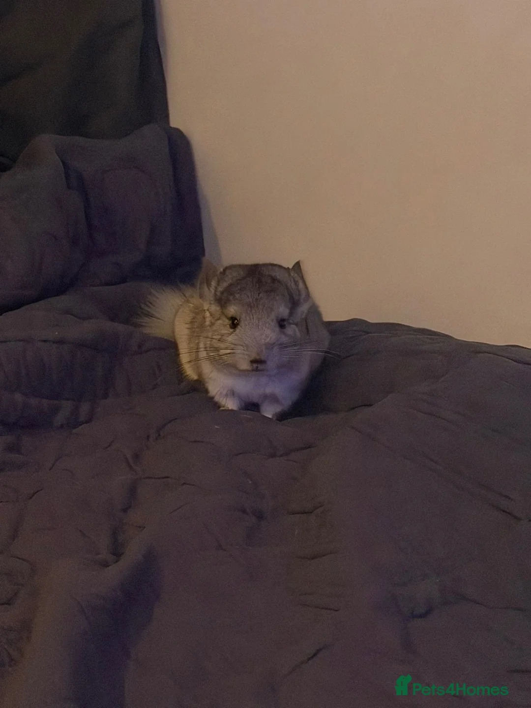 Chinchilla rodents for sale: FEMALE TAME CHINCHILLA GREY  - Advert 2