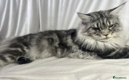 Maine Coon cats for sale: TICA REGISTERD MAINCOON KITTEN’S ⭐️ - Image 26