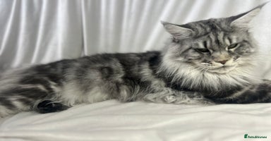 Maine Coon cats - Advert 3