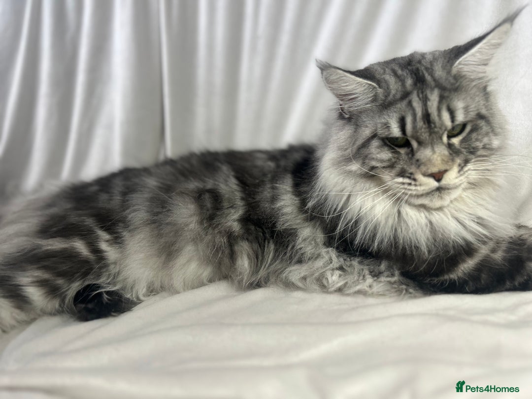 Maine Coon cats for sale: TICA REGISTERD MAINCOON KITTEN’S ⭐️ - Image 26
