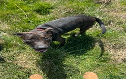 Mixed Breed dogs for sale: 9 month old staffy cross - Image 2
