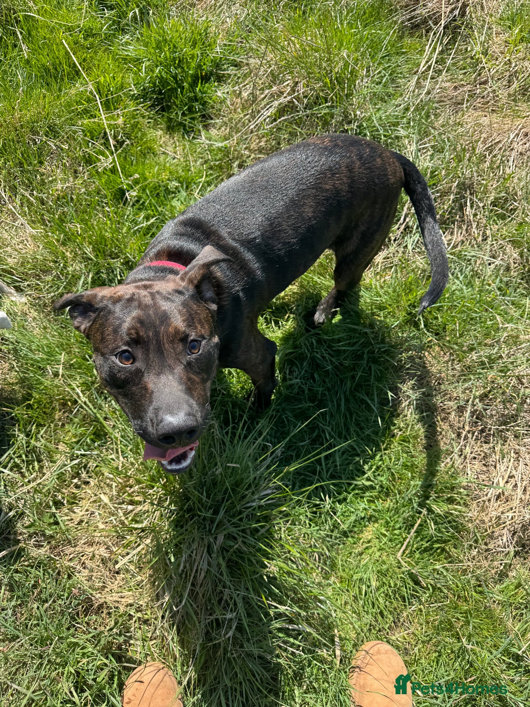 Mixed Breed dogs for sale: 9 month old staffy cross - Image 2