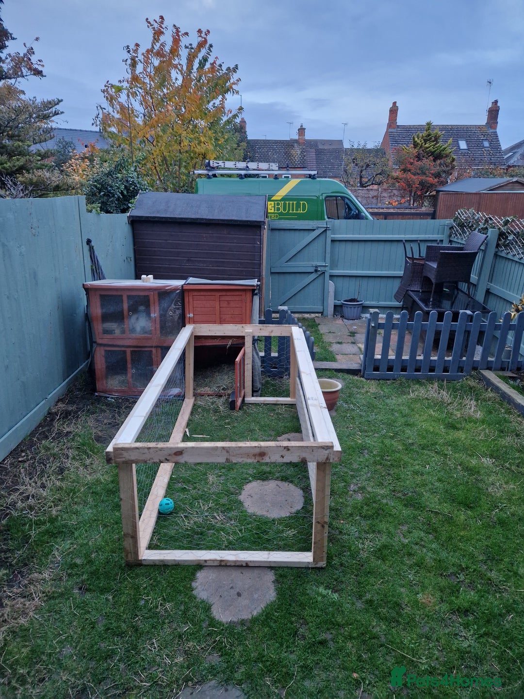 English Lop rabbits for sale: 2 male English Lops  - Advert 3