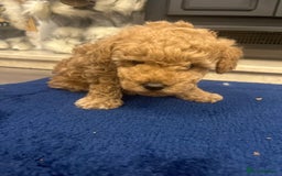 Miniature Poodle dogs for sale: three beautiful miniature poodles🤍🤍 - Advert 7