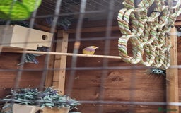 Finches birds for sale: Gouldian finches pairs  - Advert 21