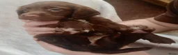 Sprocker dogs for sale: Sprocker puppies  - Advert 13