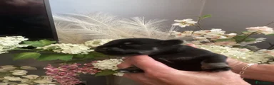 Miniature Schnauzer 3