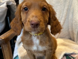 Cocker Spaniel dogs Extensively Health Tested KC Cocker Spaniels - Advert 6