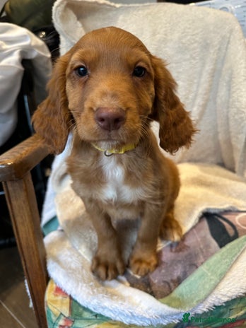 Cocker Spaniel dogs Extensively Health Tested KC Cocker Spaniels - Advert 3