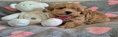 Maltipoo 4