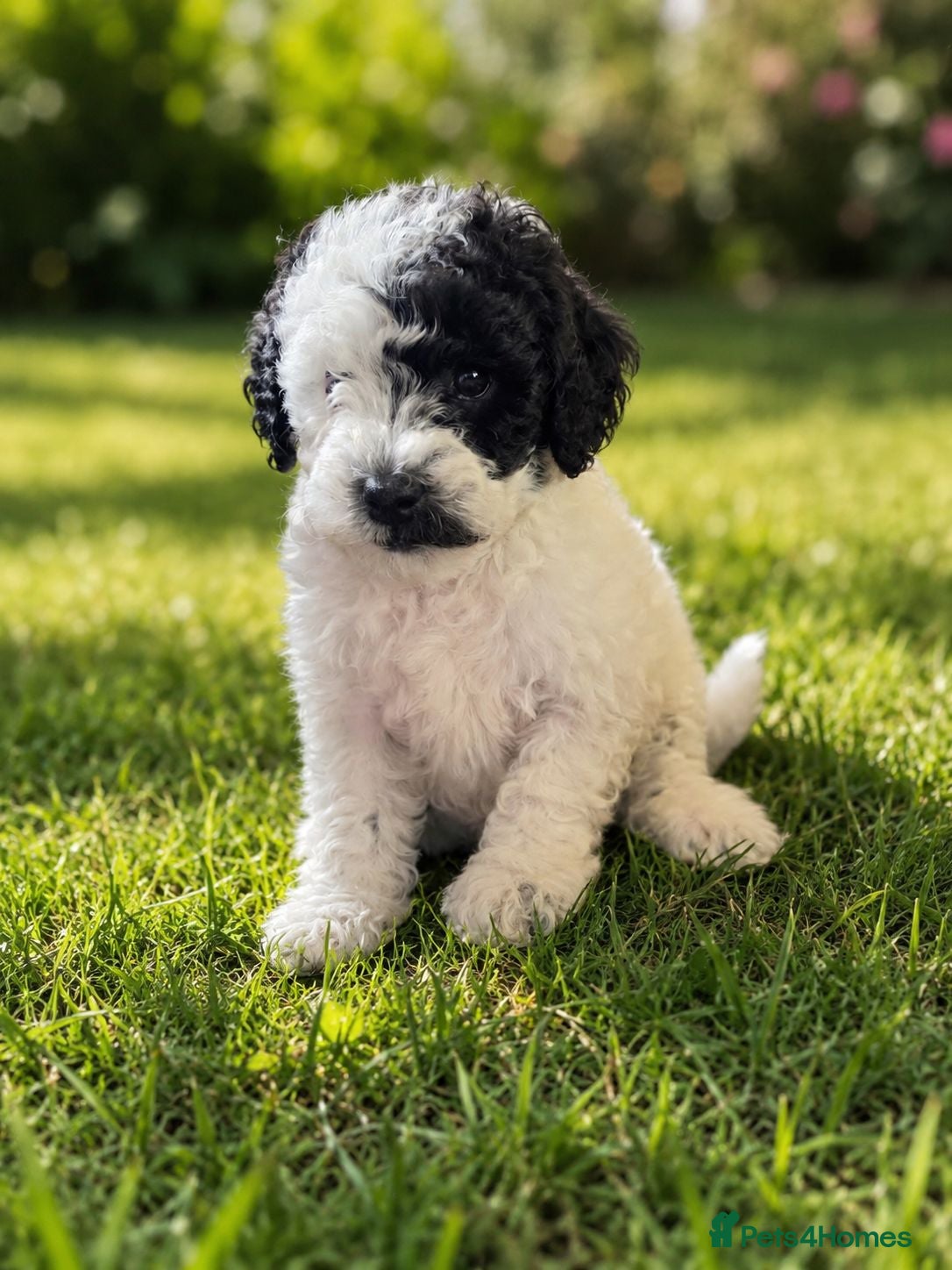 Cavapoo dogs F1BB Cavapoo - Advert 2