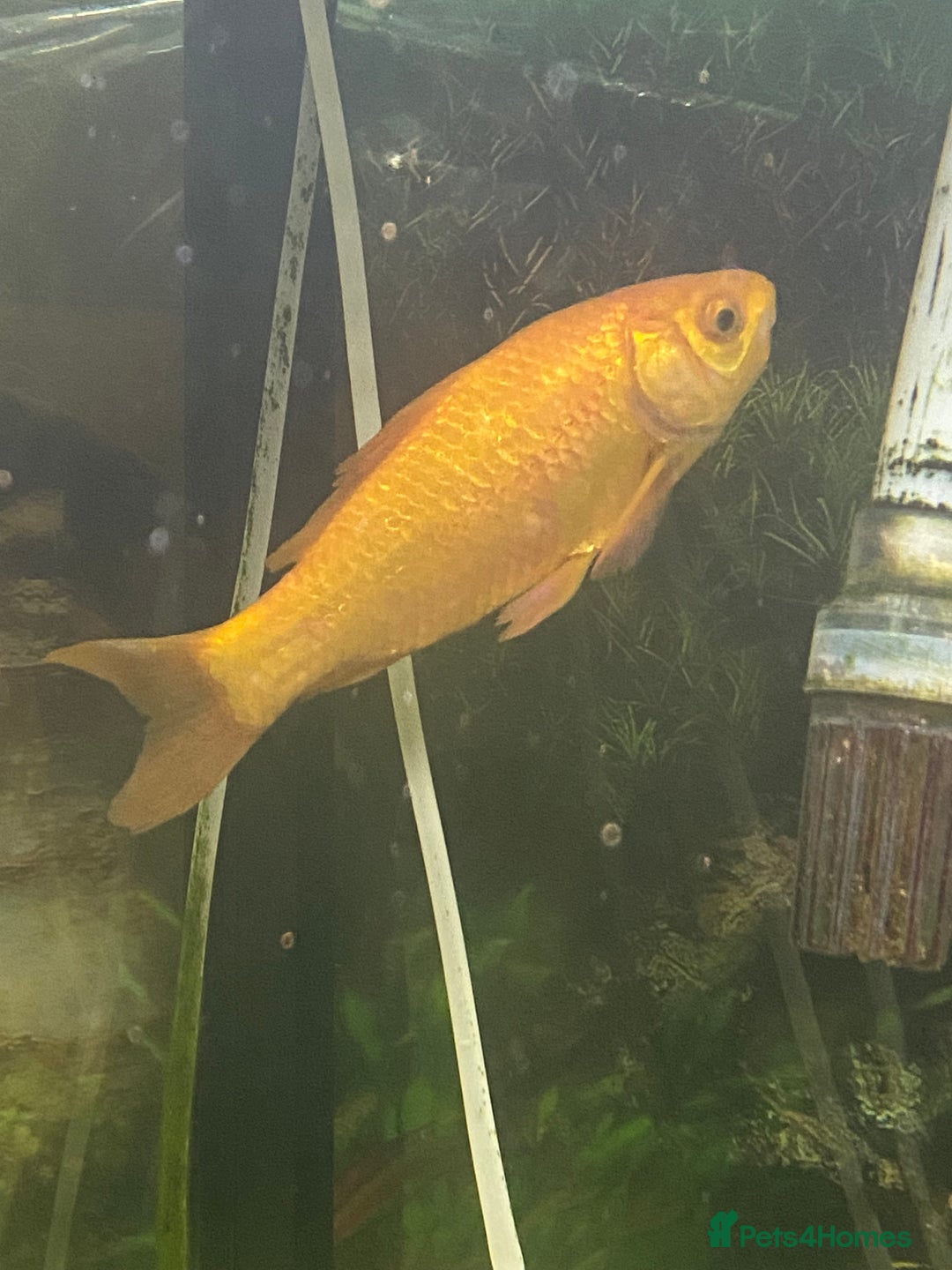 Goldfish fish for sale: Goldfish  - Advert 3