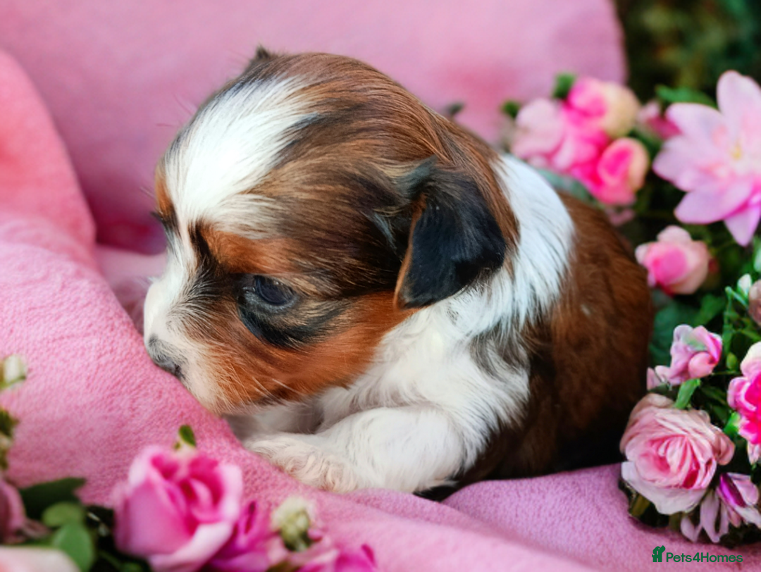 Yorkshire Terrier dogs for sale: Posh puppies😍😍 colorfull Yorkshire terrier🐶🐶🐶 - Advert 23