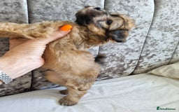 Maltipoo dogs for sale: Maltipoo's rare sable parti colours x4 - Image 19