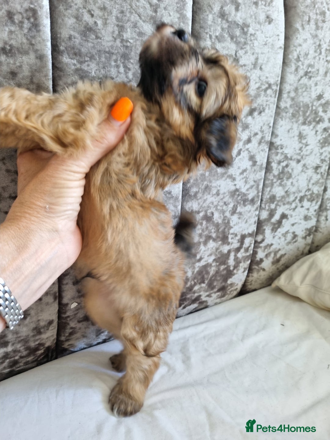 Maltipoo dogs for sale: Maltipoo's rare sable parti colours x4 - Image 19