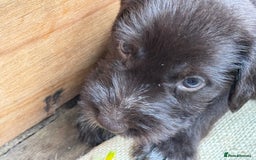 German Wirehaired Pointer dogs for sale: German Wire-haired Pointers of sale - Image 15