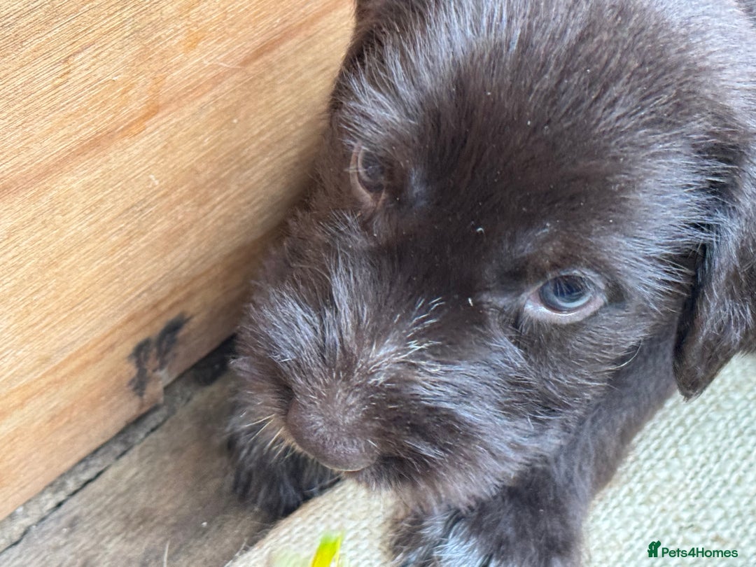 German Wirehaired Pointer dogs for sale: German Wire-haired Pointers of sale - Image 15